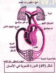 الدورة الدموية